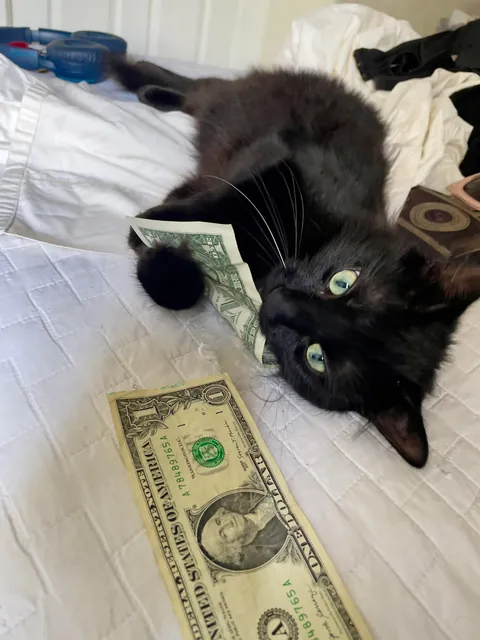 I lost my Lapis last night💔