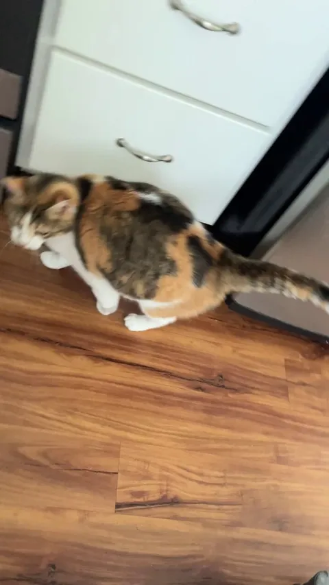 Why does my cat shake her tail like this?