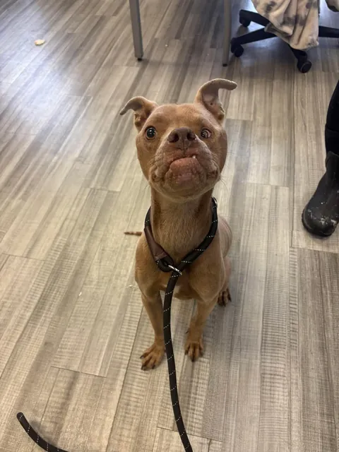 Animal control picked up this boy near me and now he’s in foster. Are you kidding me?! Look at that sweet face omg