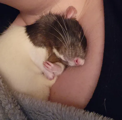 Chuzzle having a cuddle