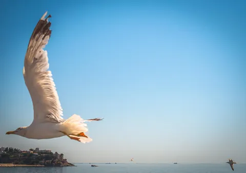 I can't decide if this is a good shot