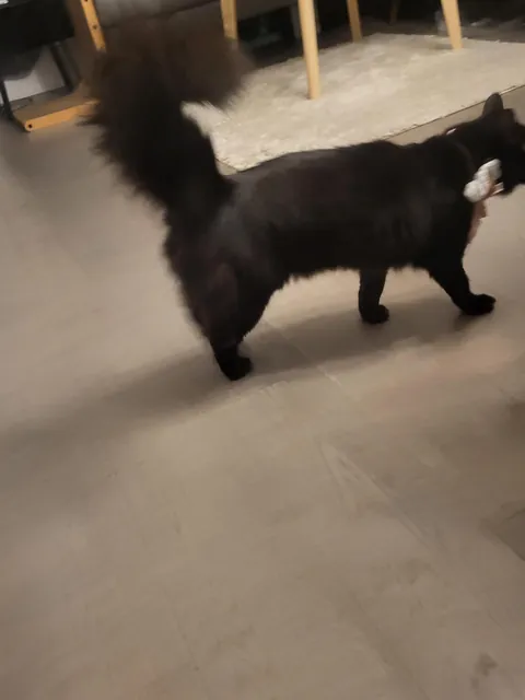 What breed is my cat?