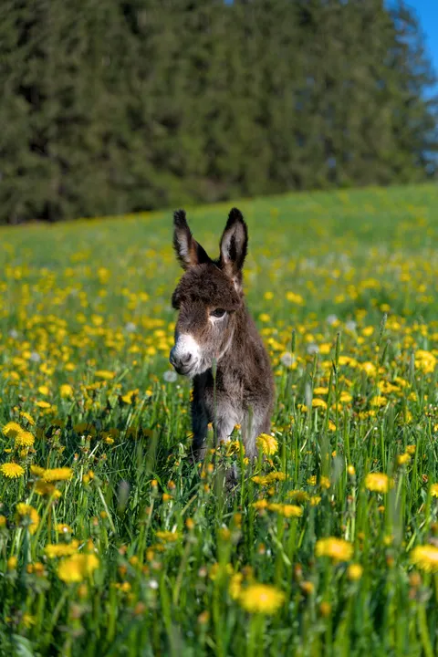 New Family member (3 Days old)