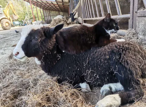 Blackberry and Domino hanging out together. They get along well!