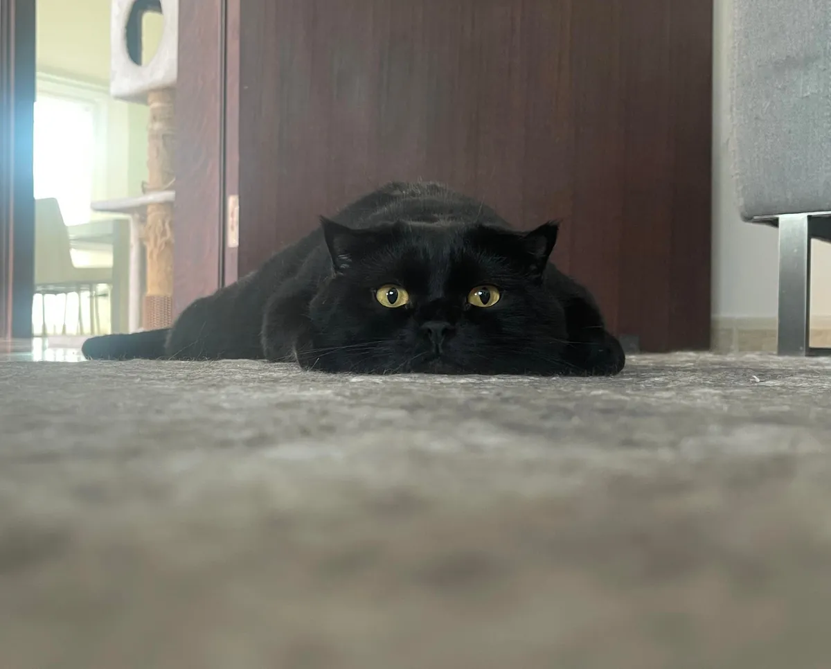 He melts to the ground