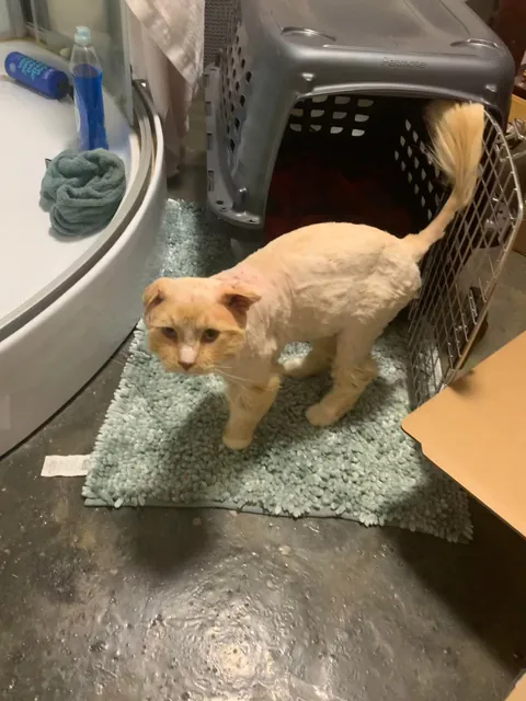 The transformation of Finnegan from forest cat to pampered city kitty