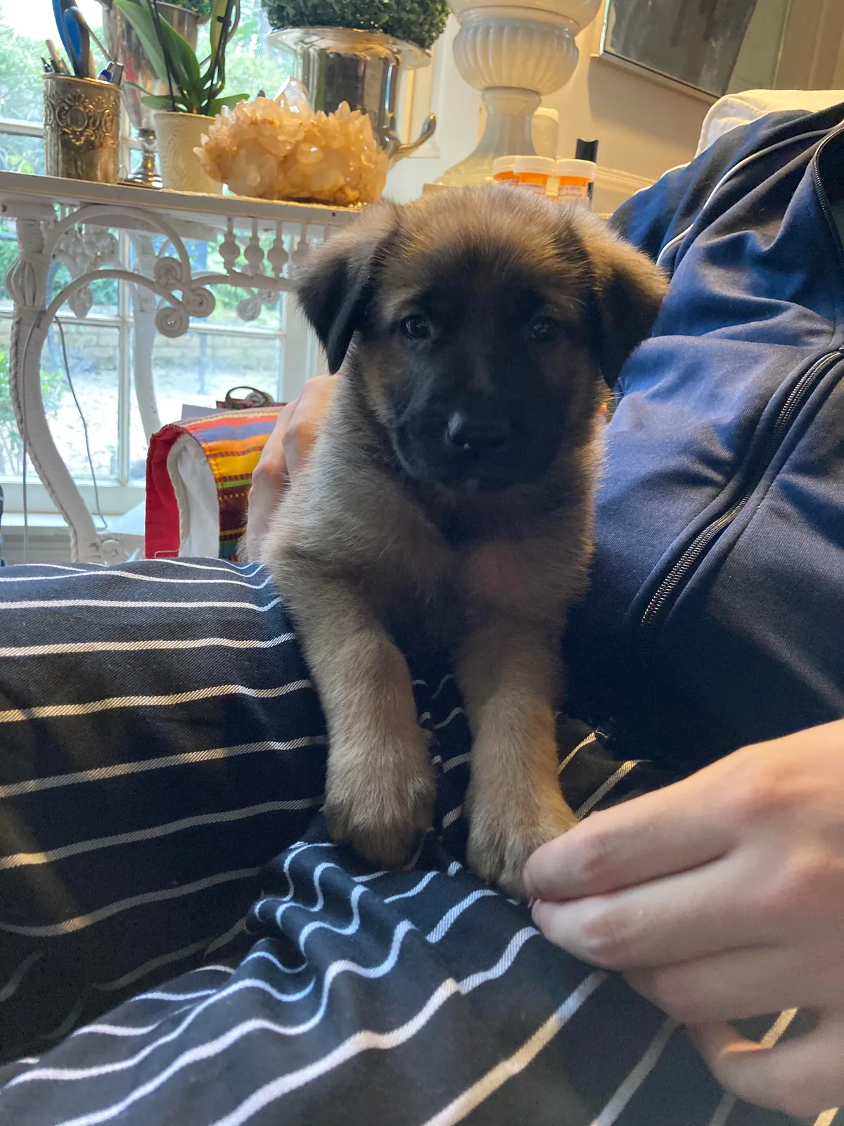 Atticus: a very good boy