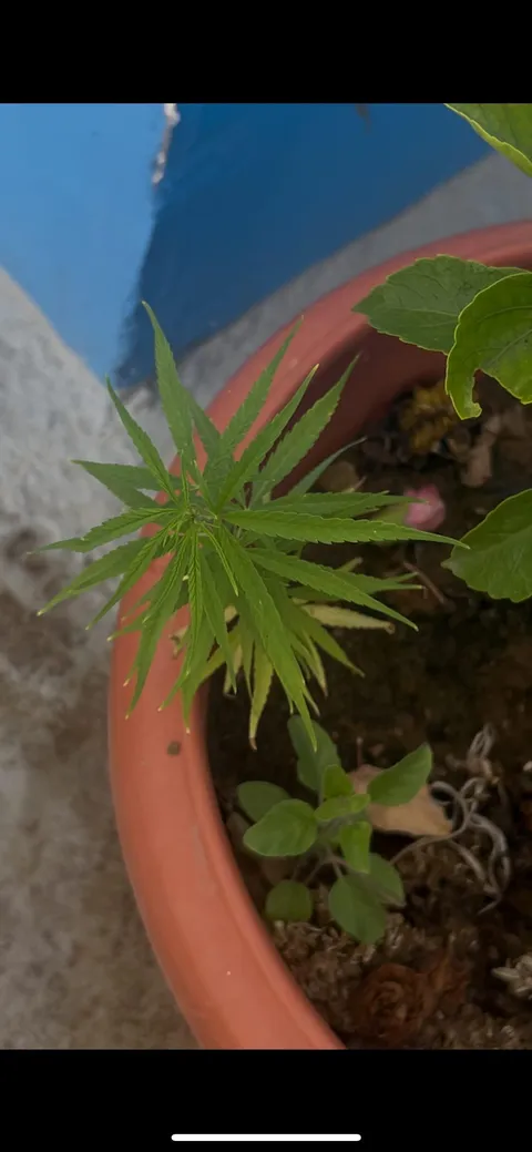 Can anyone help me identify what plant this is?