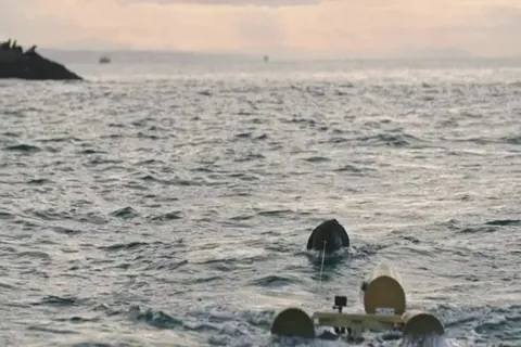 Great white shark fully breaching in Mossell Bay, South Africa