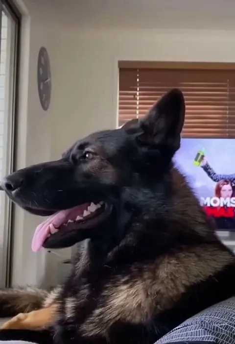 When you adopt a retired police dog