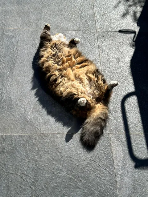 Sunbathing takes up a huge amount of my cat's day in the summer