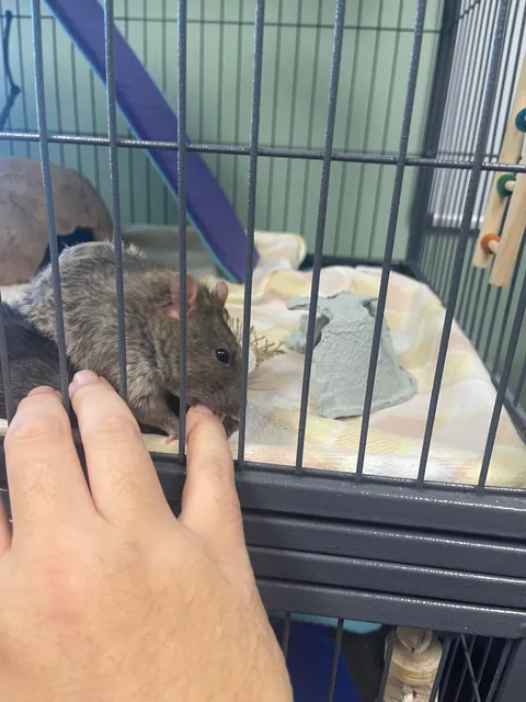 Final update:  Unsure if Fat or Pregnant