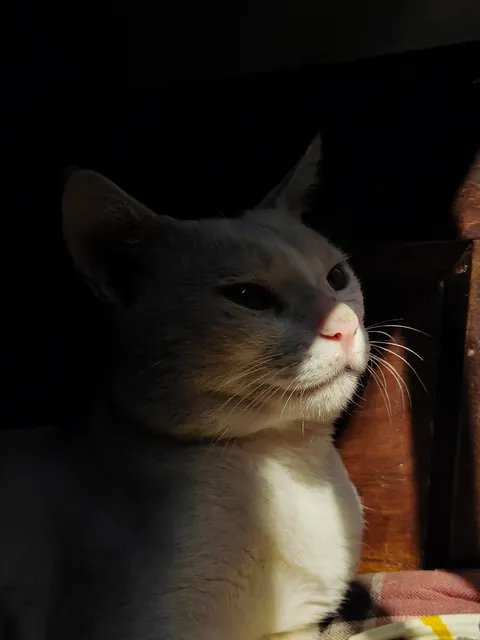 my cat is a professional model