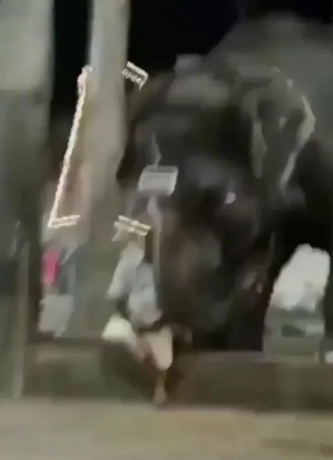 Elephant watching his mahout scroll his phone