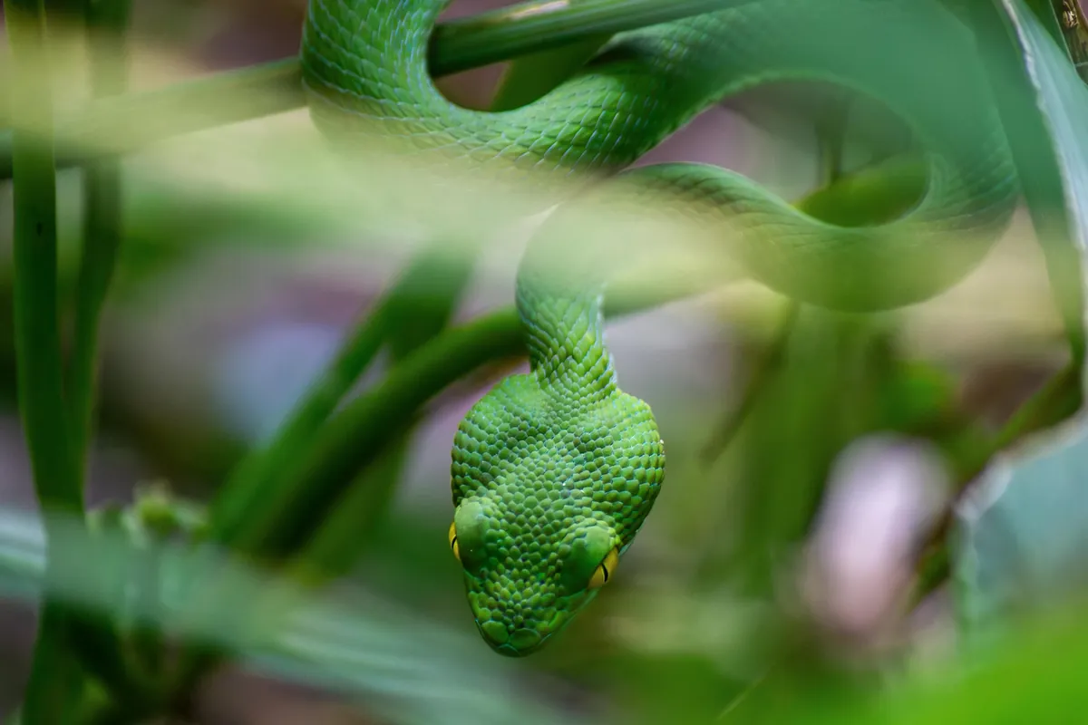 Some Thai wildlife shots from over the last year