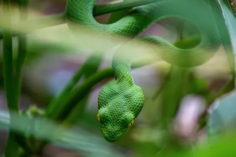 Some Thai wildlife shots from over the last year