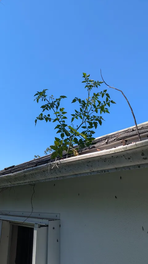 I got a head start on tomatoes this year!