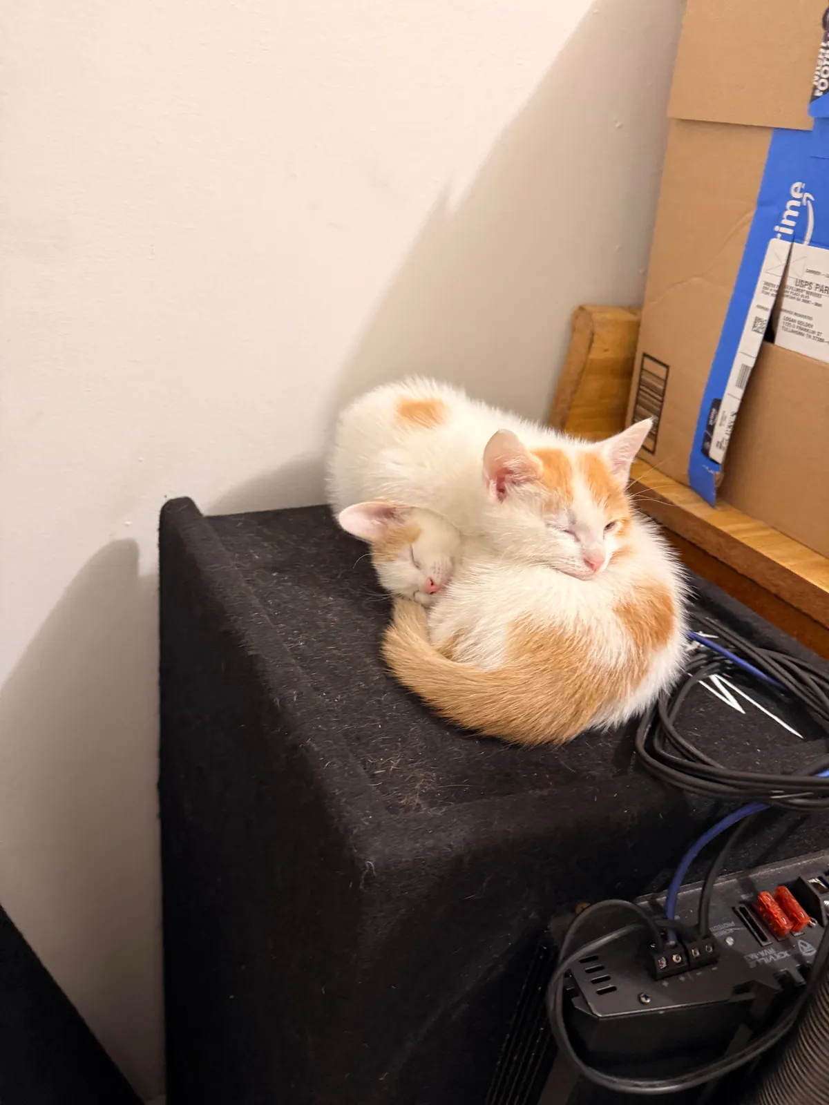 The two sweet angels I rescued showed their thanks by laying in a ❤️