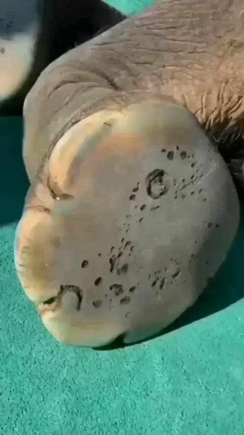 Elephants' feet have a thick, sponge-like padding that absorbs shock, and enables near silent movement.