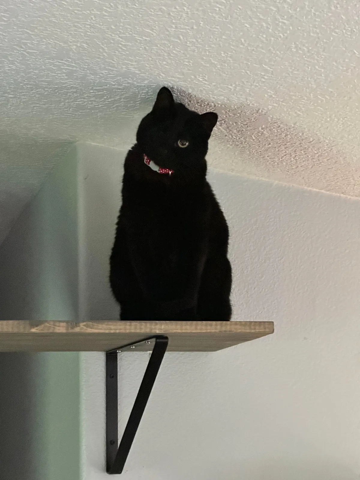 This is my parents’ cat Maple