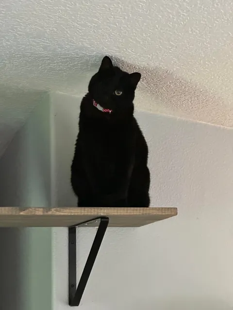 This is my parents’ cat Maple