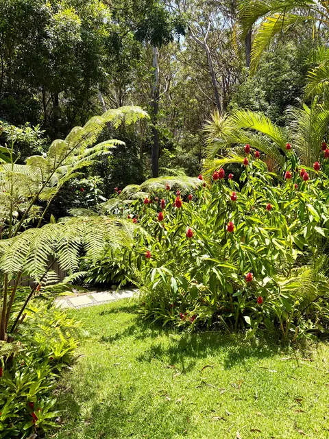 A quick dose of green from my garden for those up north who might be missing it. Arakoon, Australia