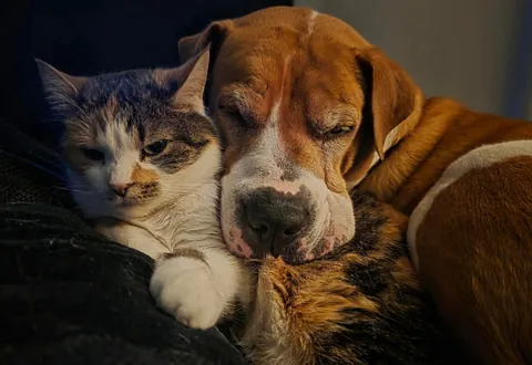 My (formerly) feral cat is finally reaĺlllyyyy cuddling with my rescue pup.(oc)