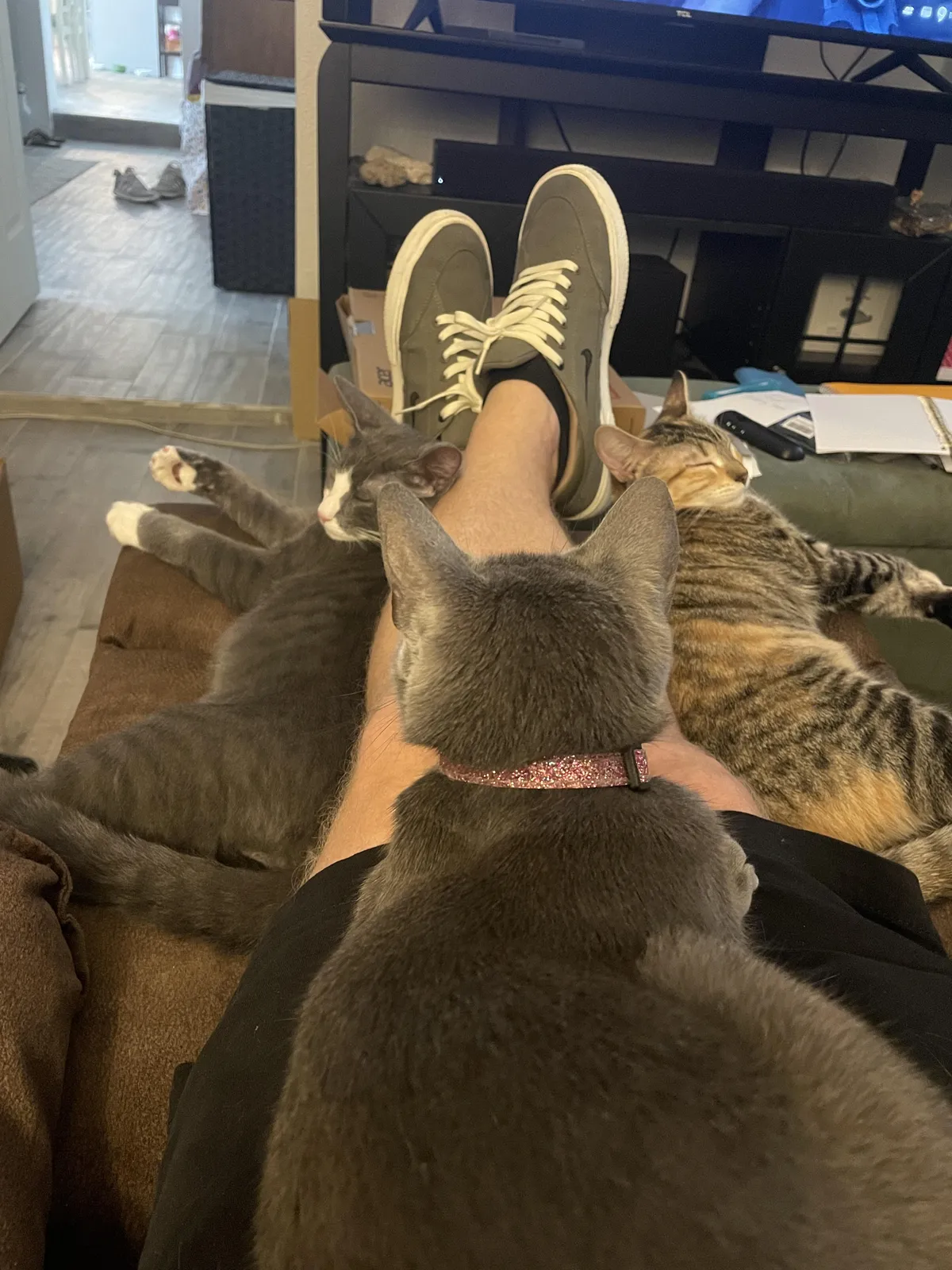 My gfs cats like me 