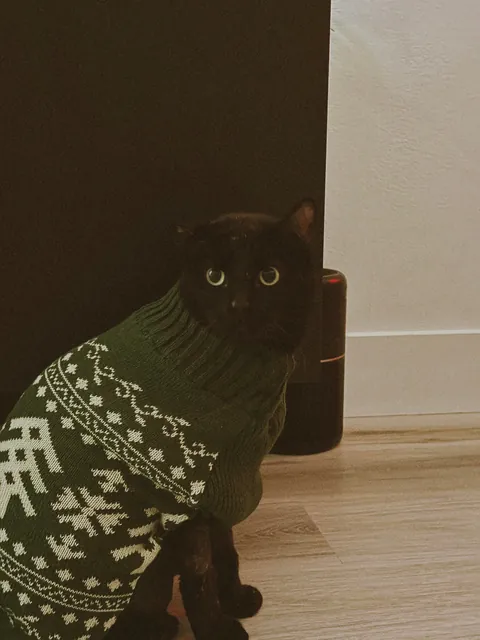 I lost my soul cat 💔