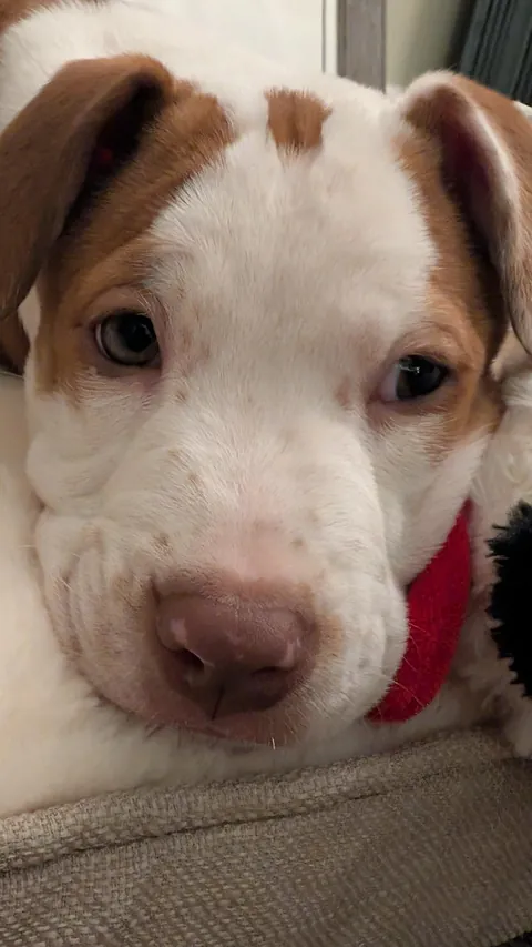 This is Ginger. She wants to say Hi.