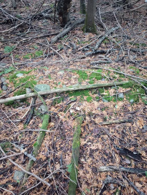 I think I found an unmarked grave