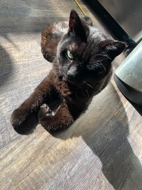 22 Years Old and Still Runs The House