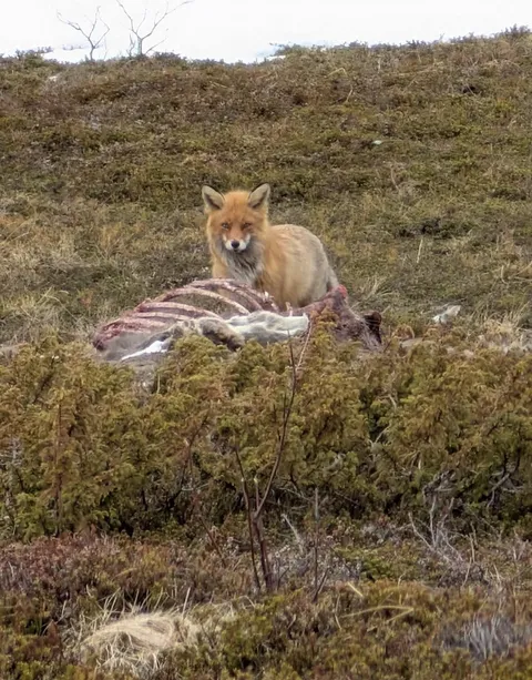 🔥 A bad winter for large herbivores is a great winter for scavengers