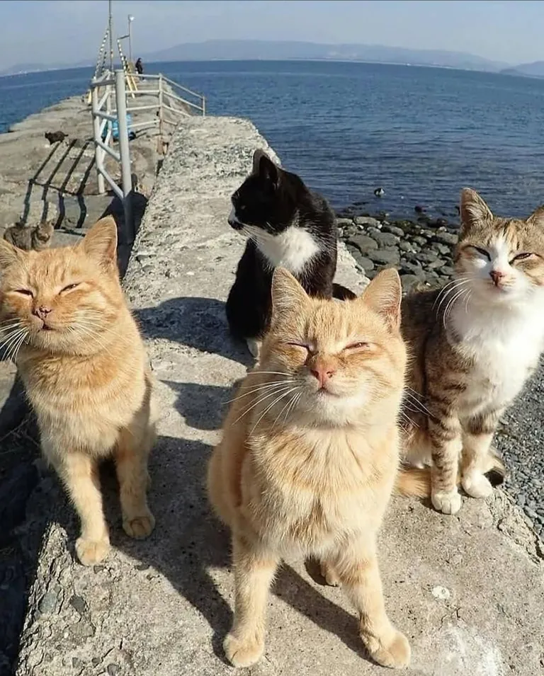 Cat island in japan, give it a scroll!