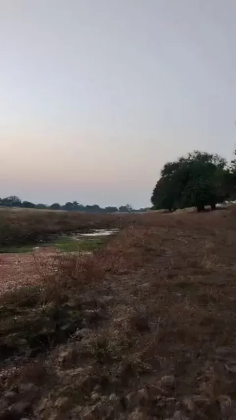 Fire ants built an ant-bridge to cross a stream