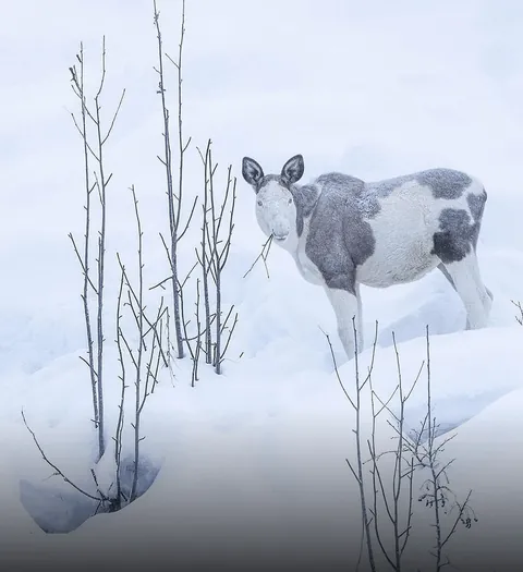 EXTREMELY RARE PIEBALD MOOSE SPOTTED IN MAN'S BACKYARD IN NORWAY