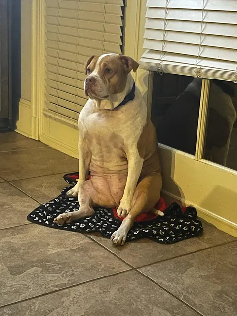 everyone is bullying my dog rn 💔