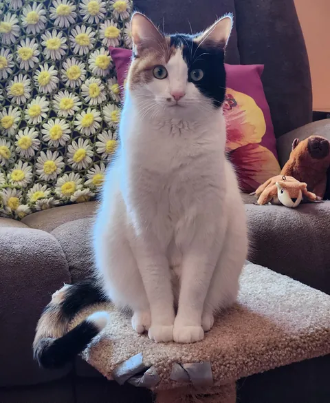 Introducing Baby Jessica