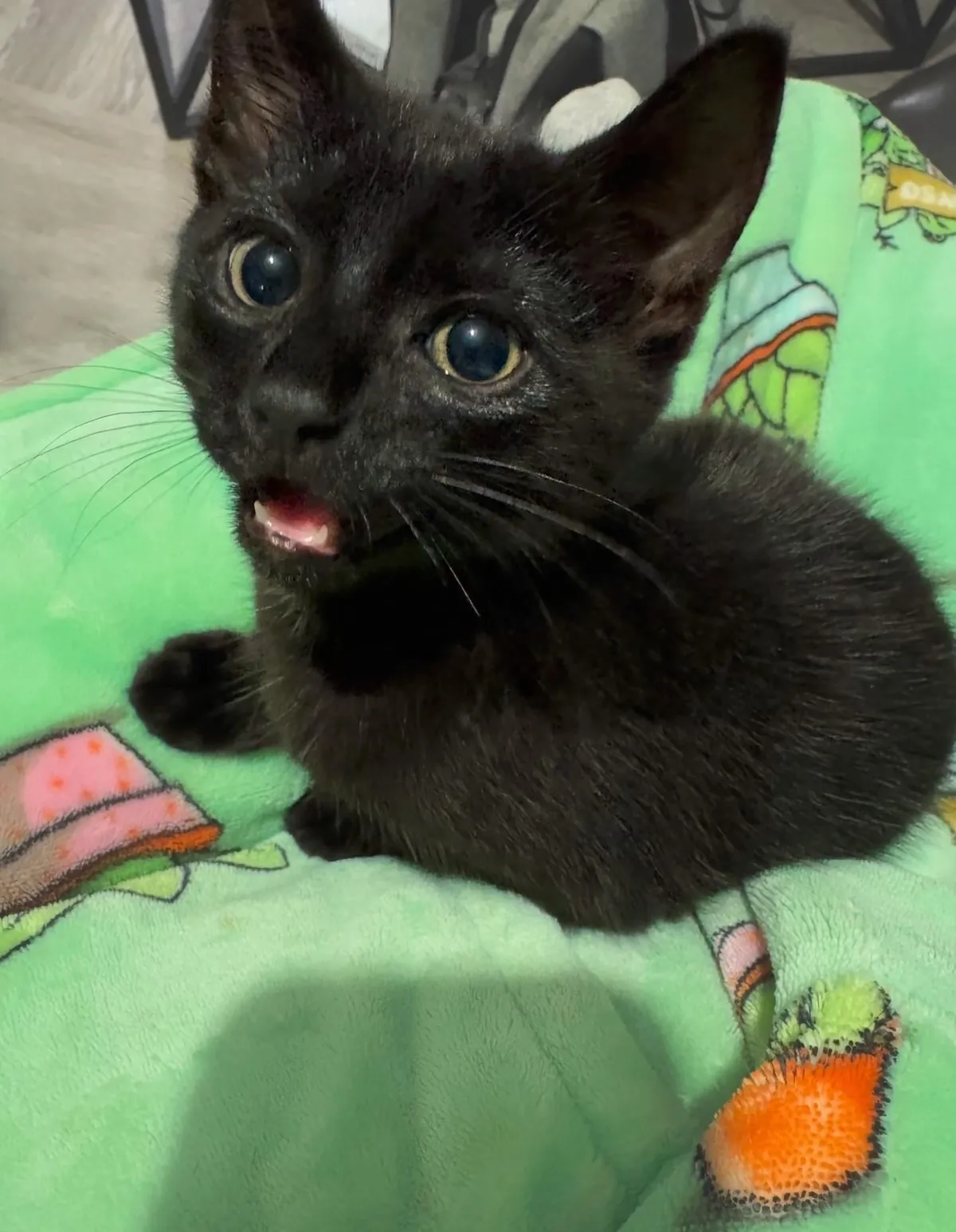 Before and after I told her I forgot to buy her favourite treats