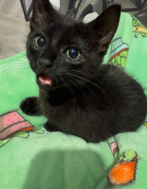 Before and after I told her I forgot to buy her favourite treats