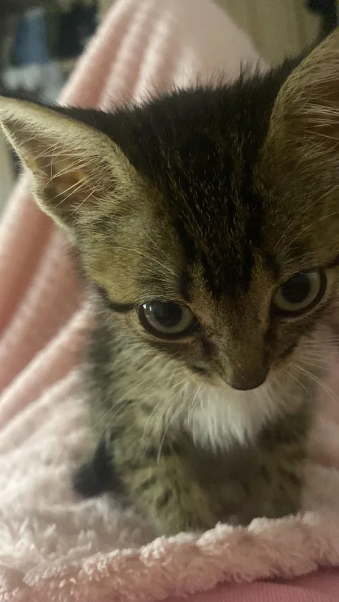 do you have some chicken?