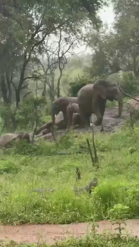 🔥 Slip 'n slide fun for these elephants after the rains