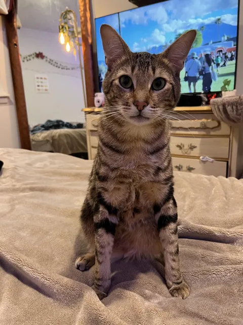 Does my cat stand wide? Everyone keeps saying he “stands wide”😂