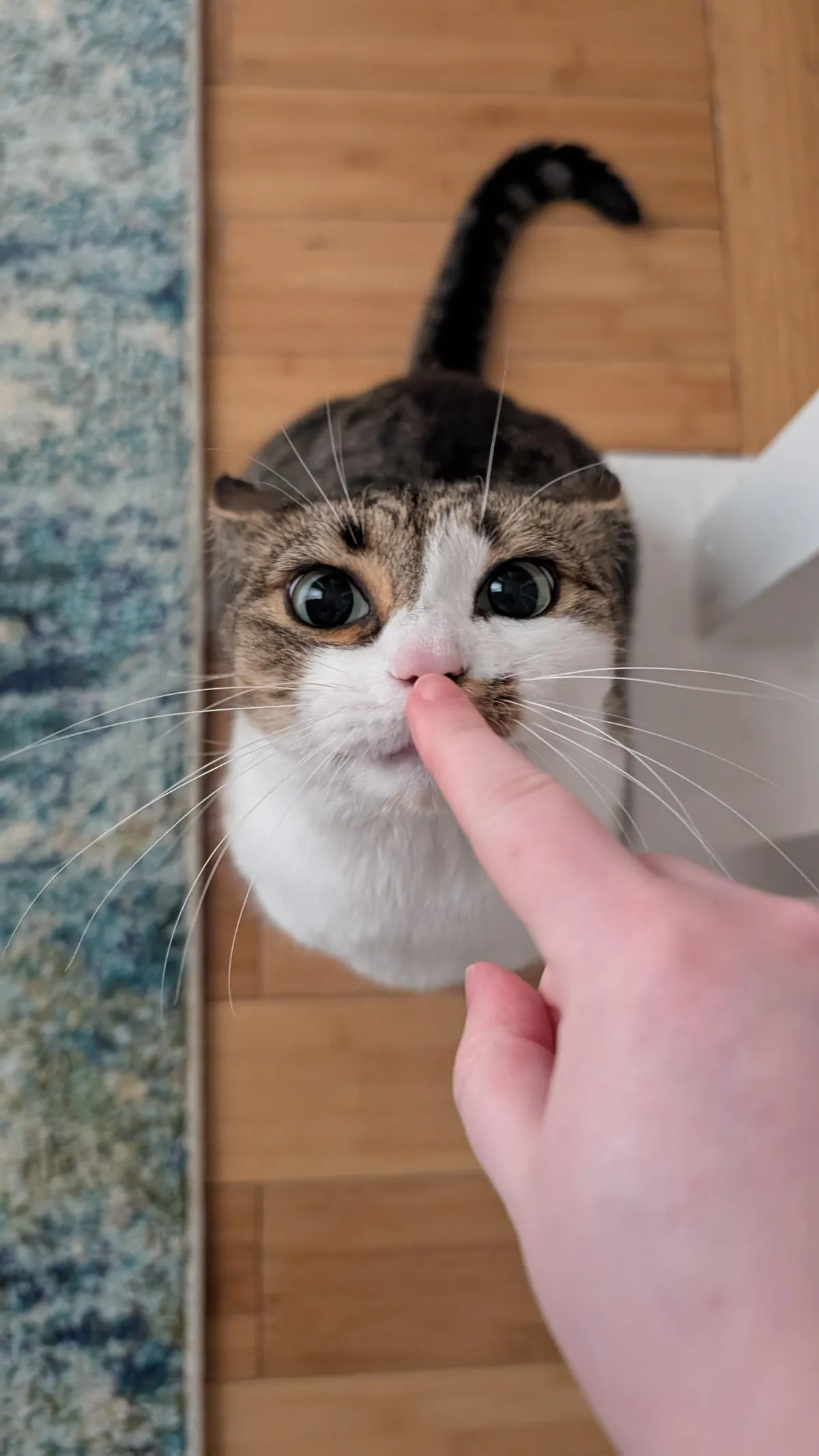 What does this "boop" button activate in your cat?
