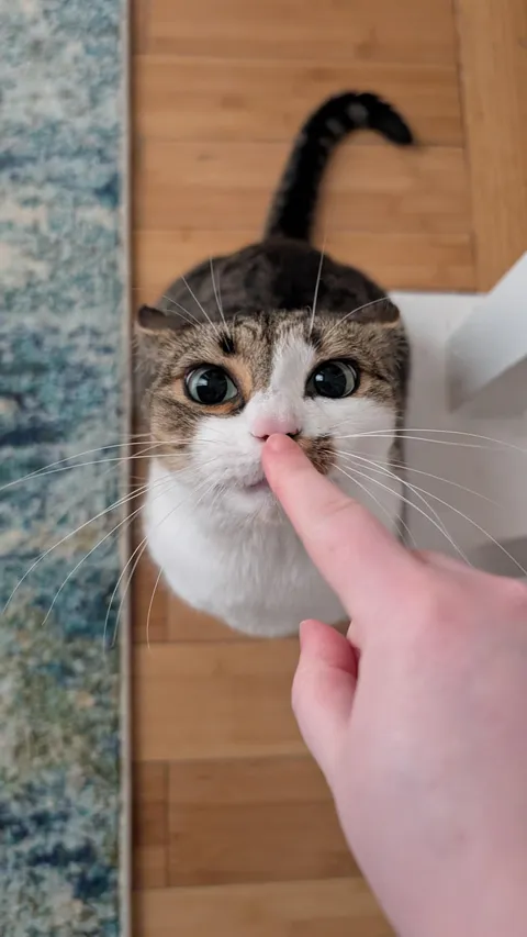 What does this "boop" button activate in your cat?