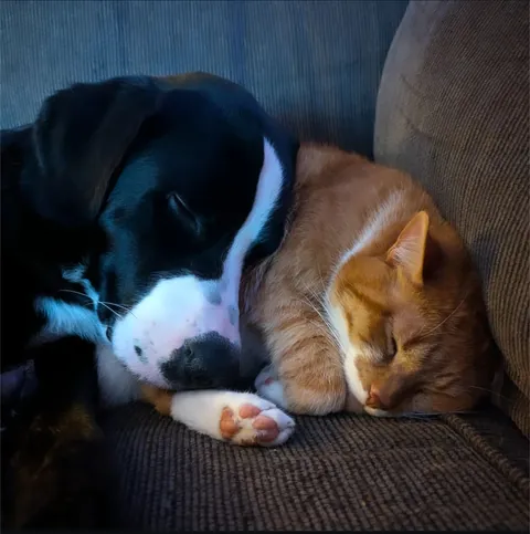 When your pets are cuter than any Netflix show. Murphy &amp; Wallace 🐶🐱❤️