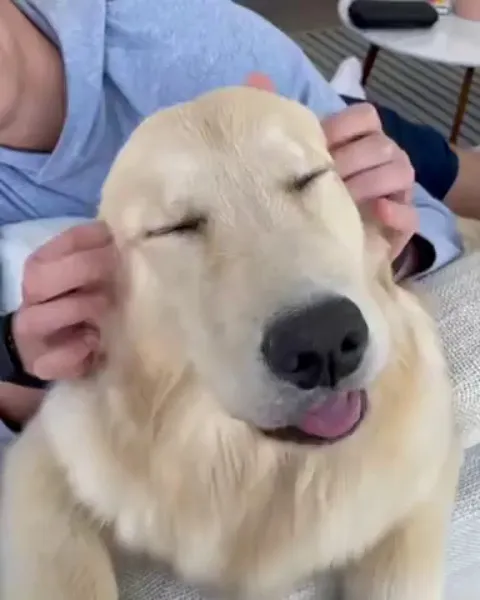 Somebody’s enjoying their head massage.