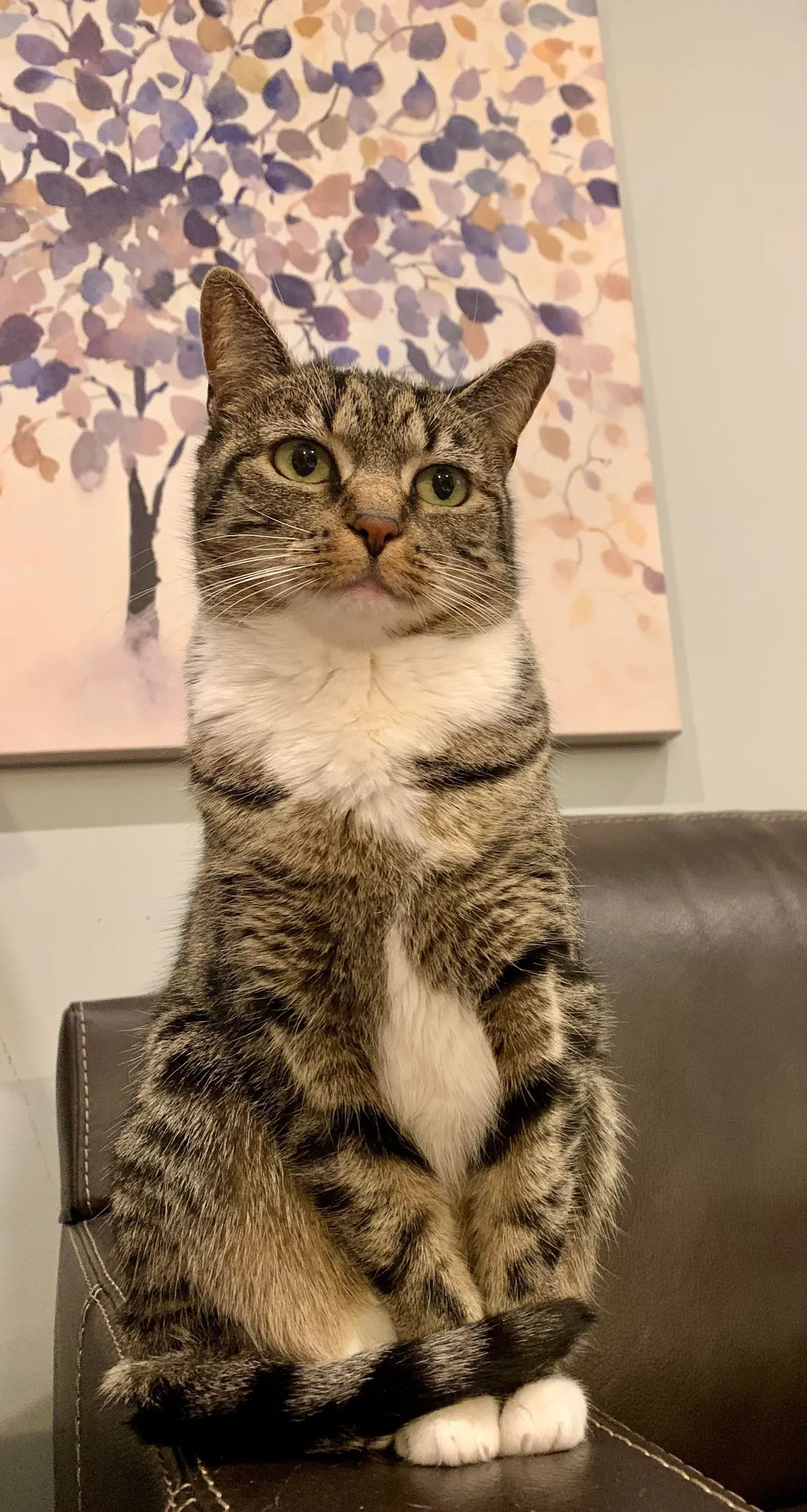 First pic is her mugshot from animal control. She’s about to celebrate her 8th birthday.