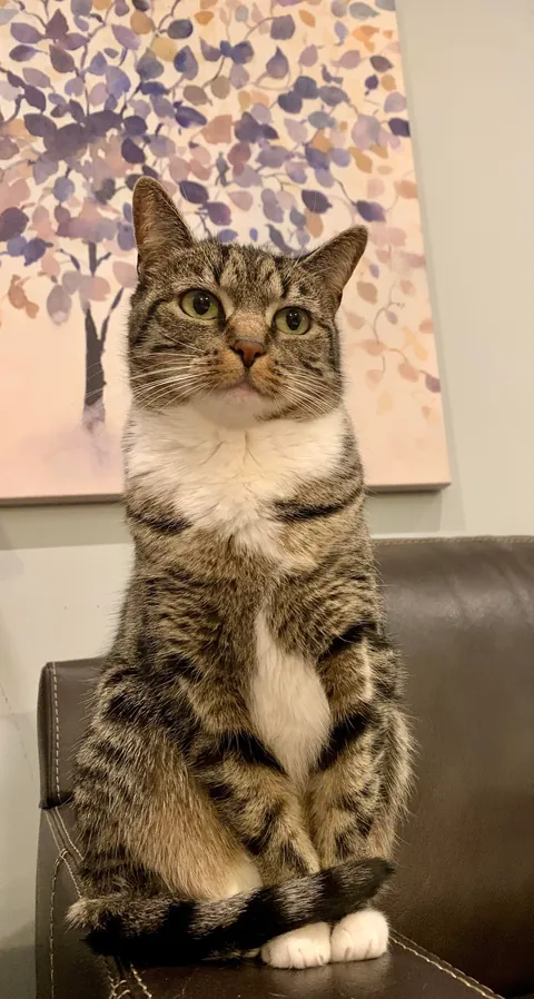 First pic is her mugshot from animal control. She’s about to celebrate her 8th birthday.