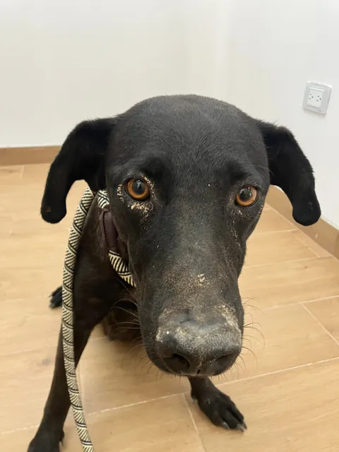 Found a pregnant street dog yesterday, she’s now in labor at 3 am.